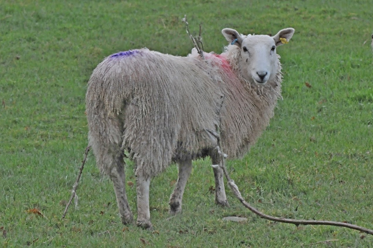 Electric Fencing for Sheep Kit